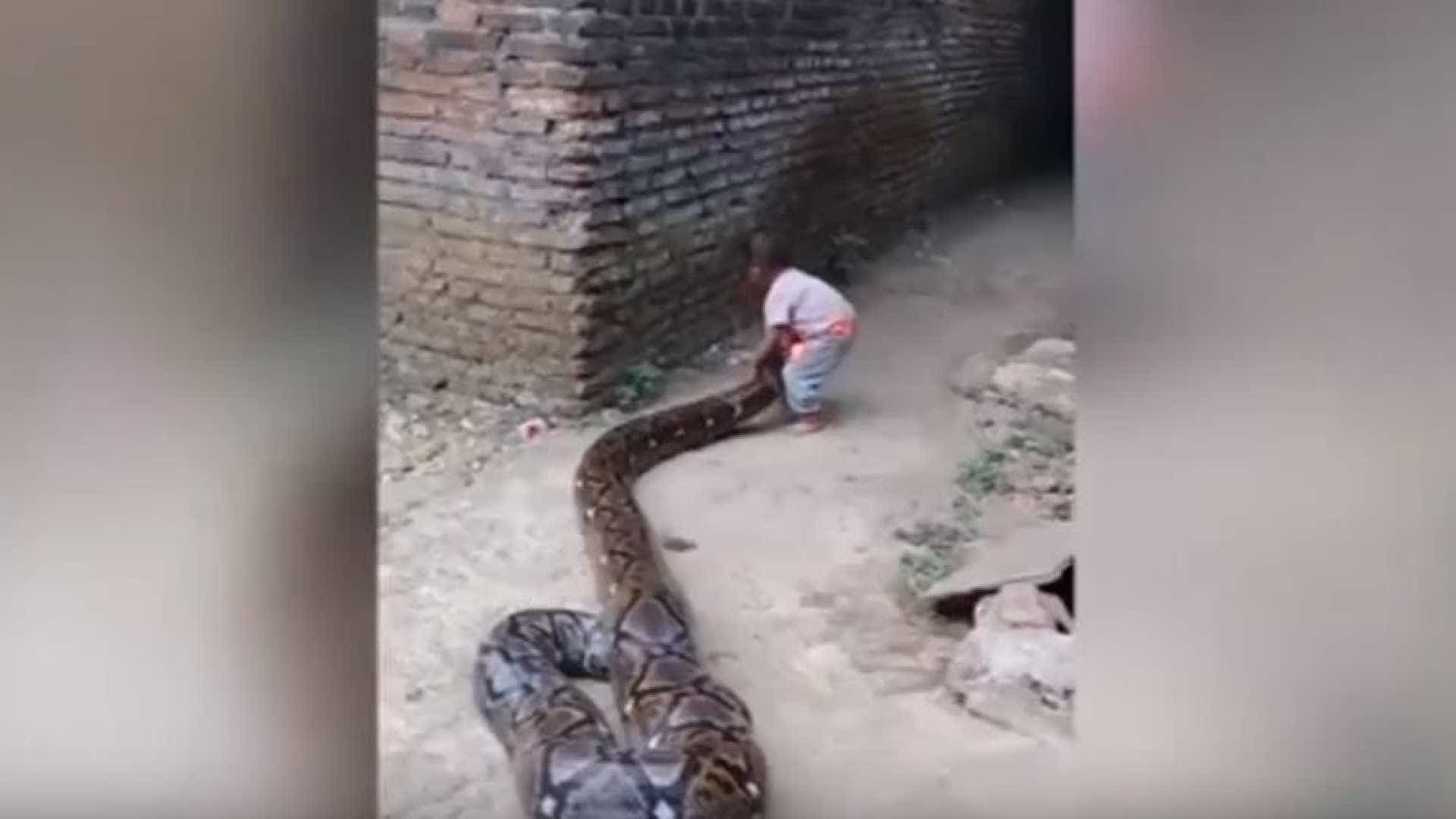 Pais filmam bebê brincando com cobra gigantesca na Indonésia
