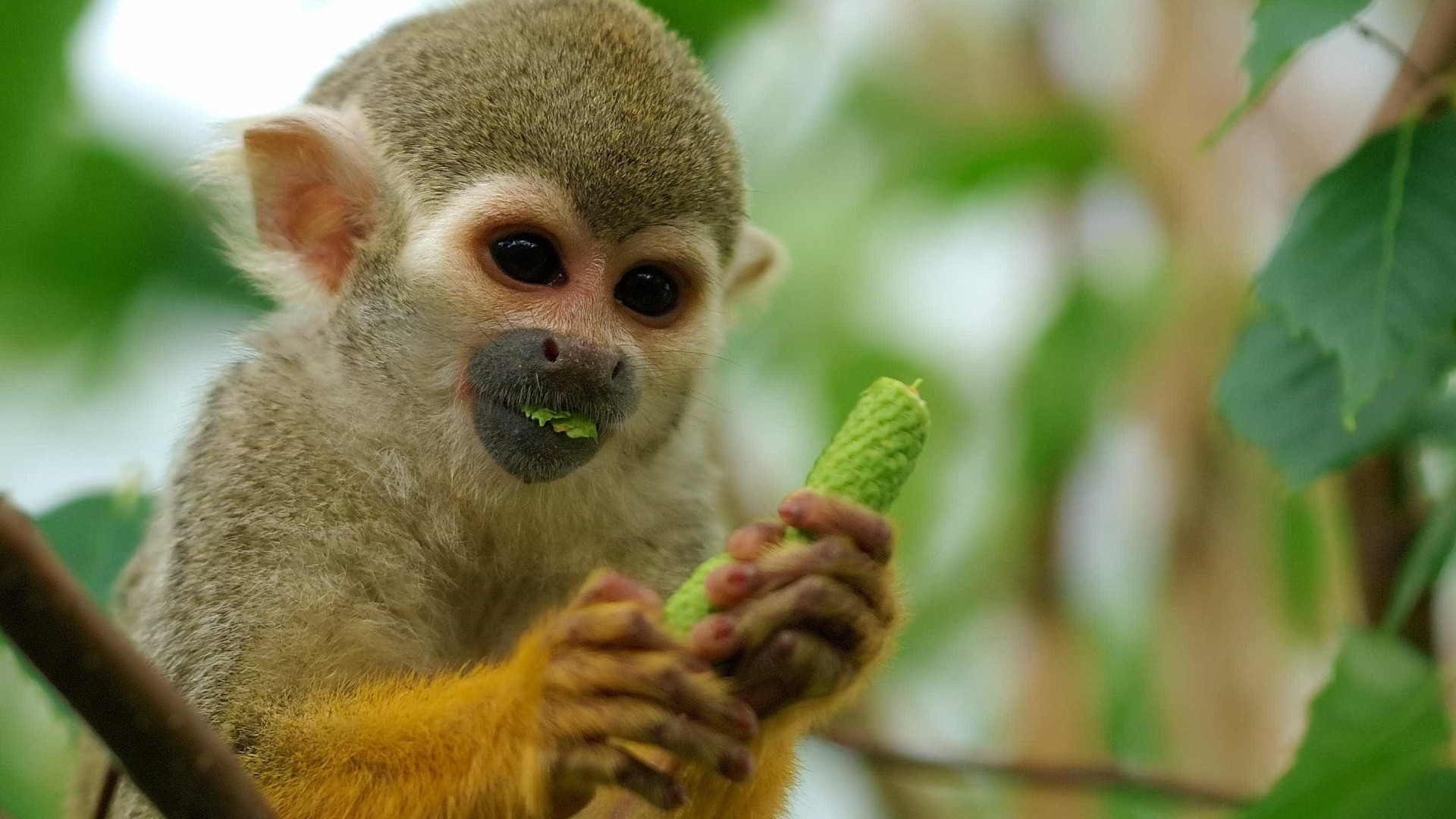 Homem tenta roubar macaco de zoológico para dar a namorada