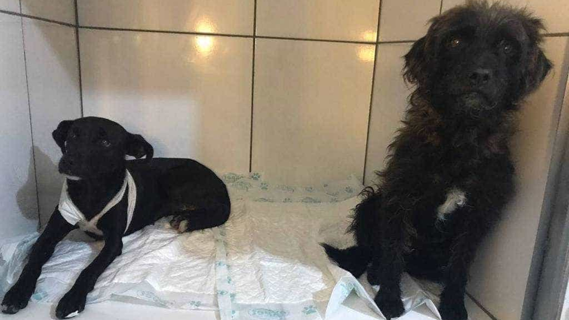 Homem é preso por esfaquear dois cachorros na zona sul de SP