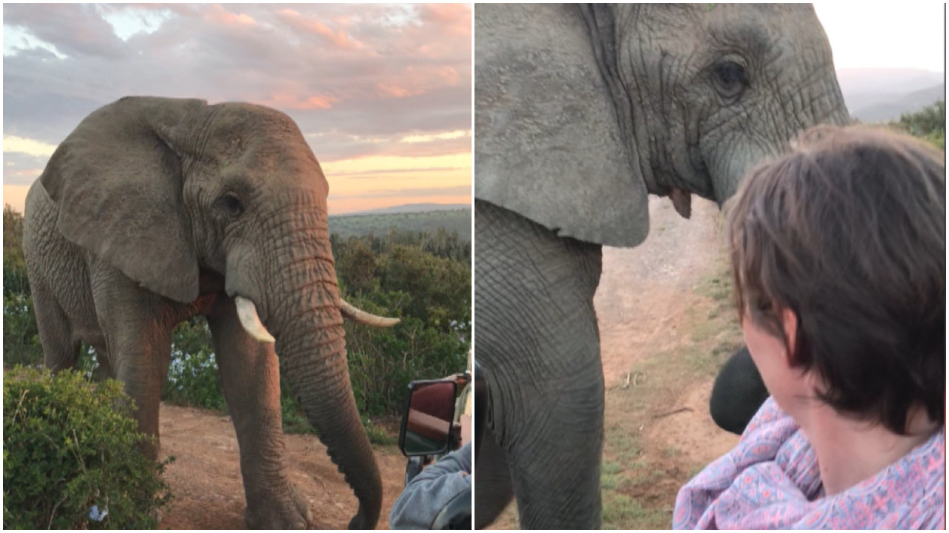 Turista fica frente a frente com elefante selvagem