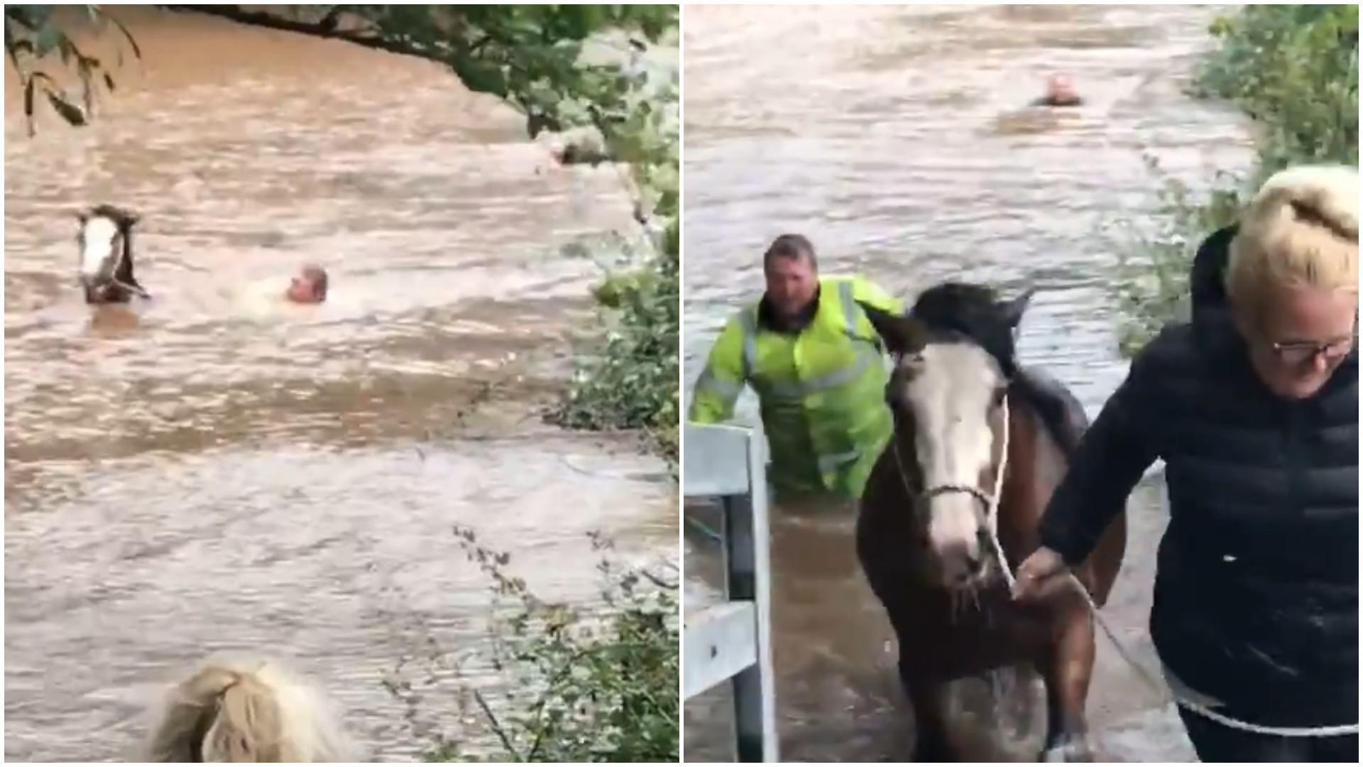 Cavalo é salvo de forma emocionante no País de Gales