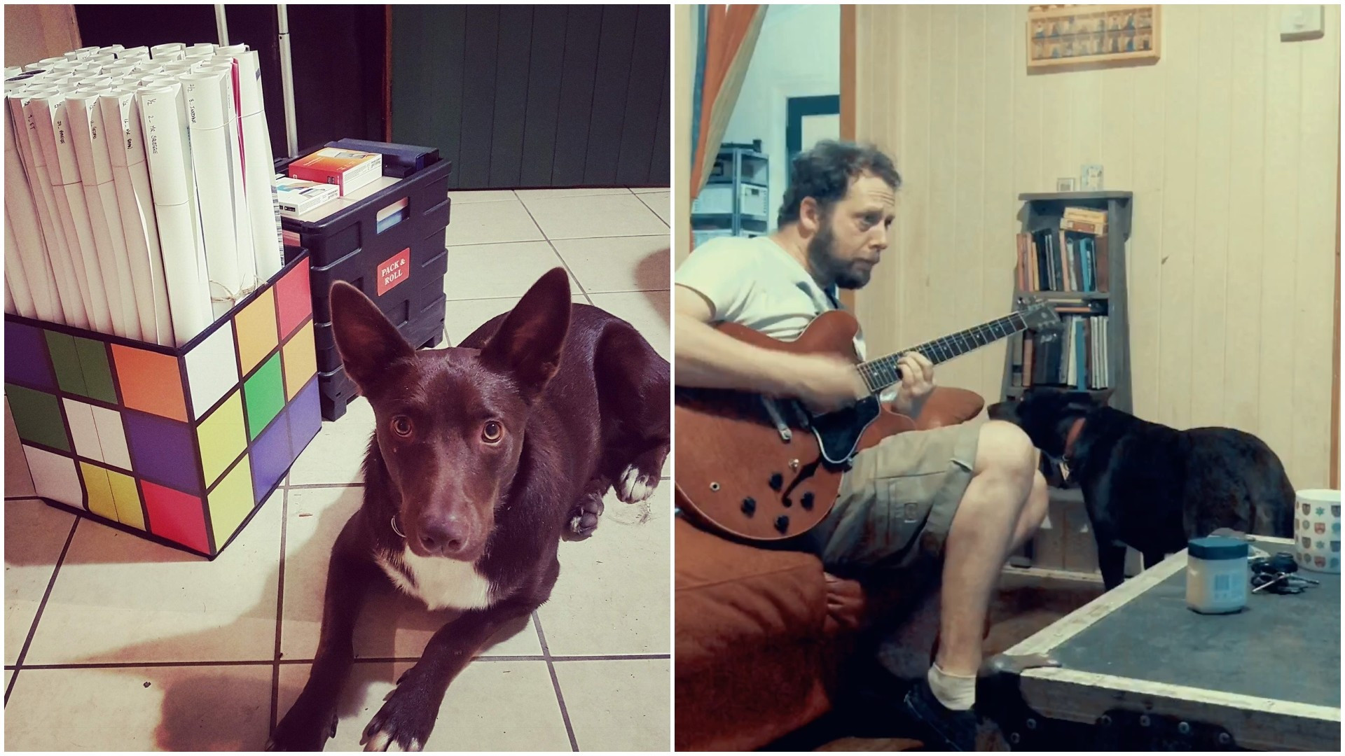 O sonho deste cão é ser vocalista de uma banda de rock