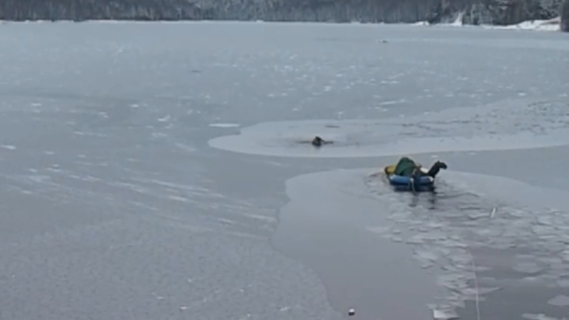 Homens resgatam cão que caiu em lago gelado na Rússia; assista