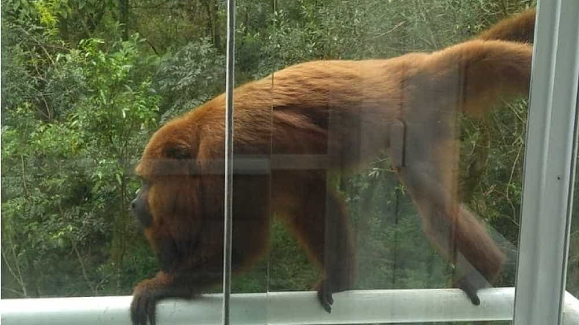Bebê é atacado dentro de casa por macaco, em Araucária