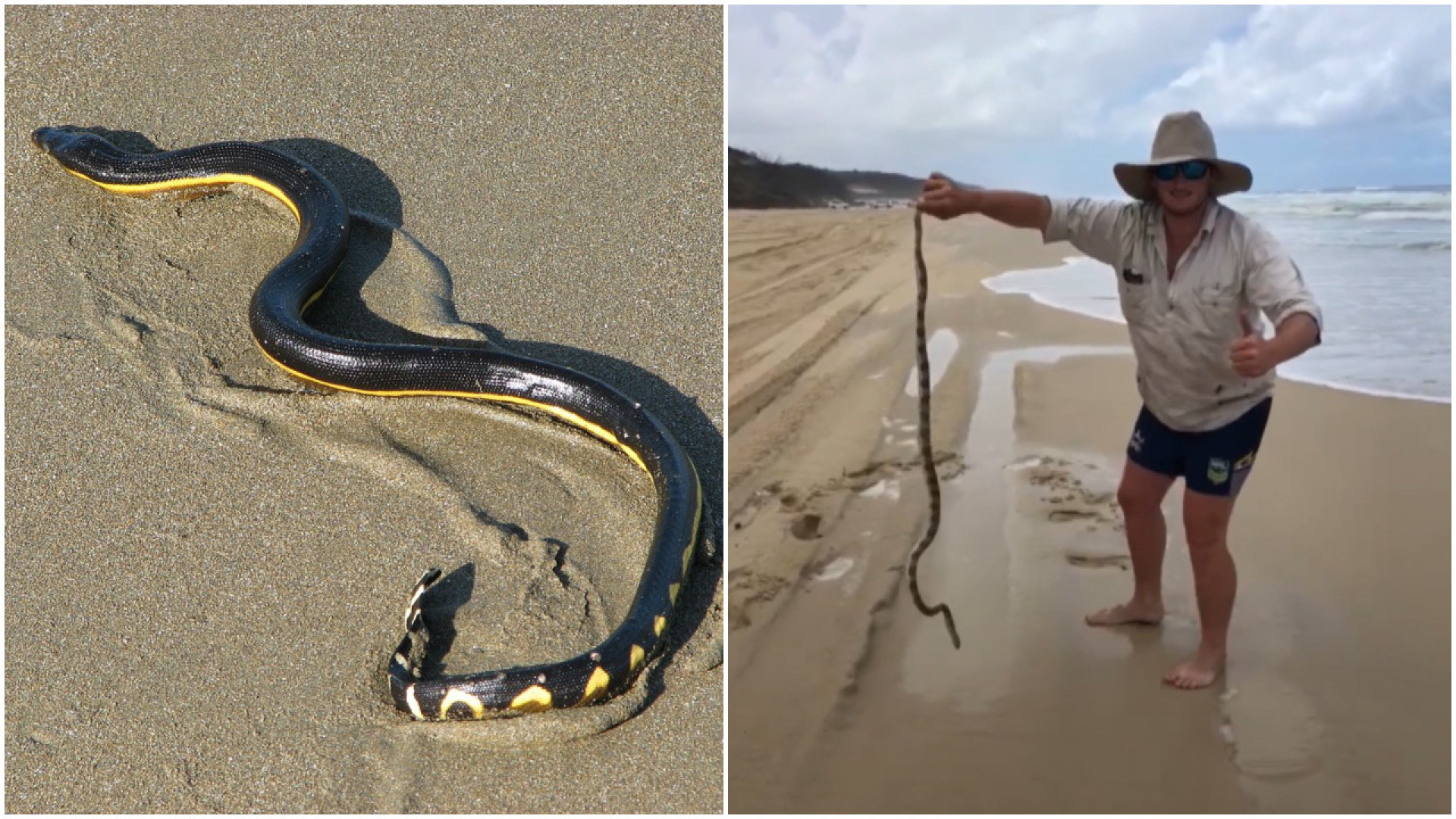 Vídeo mostra homem com cobra altamente venenosa em praia