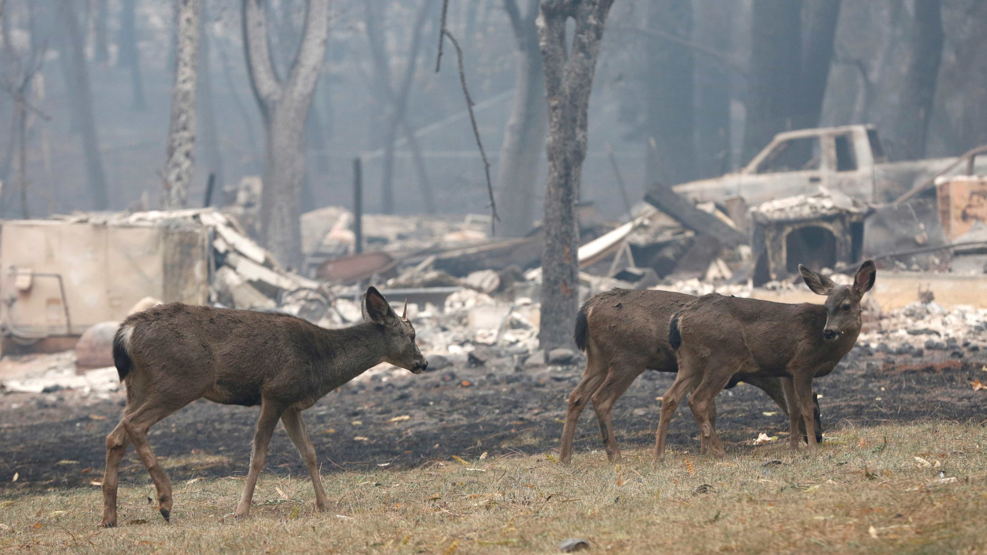 Feridos ou separados dos tutores, animais sofrem com incêndios nos EUA