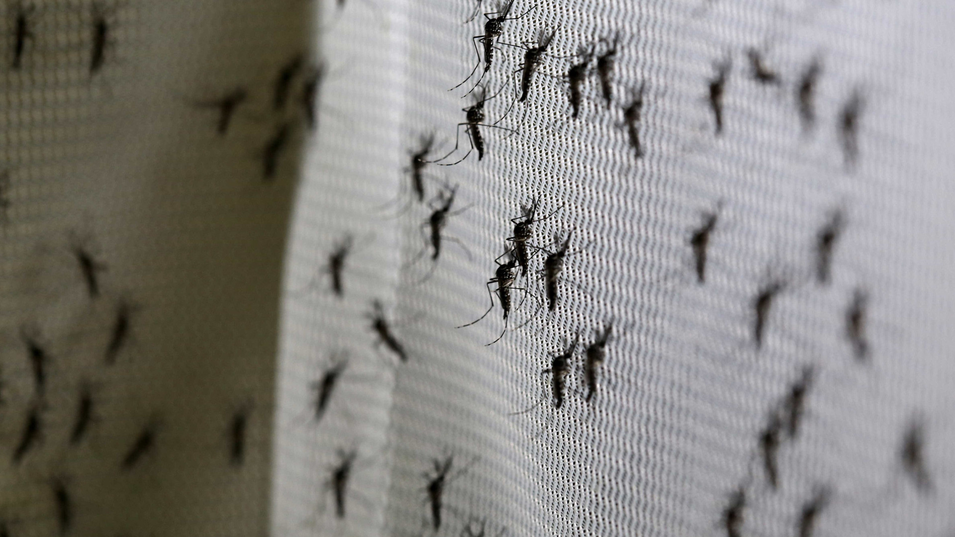 InfestaÃ§Ã£o do Aedes pÃµe em alerta 11 cidades do litoral de SÃ£o Paulo