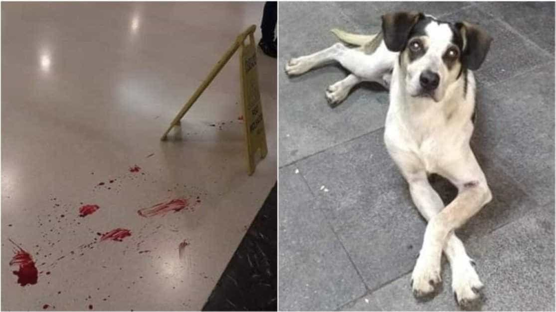 Inquérito vai apurar morte de cachorro em supermercado em Osasco