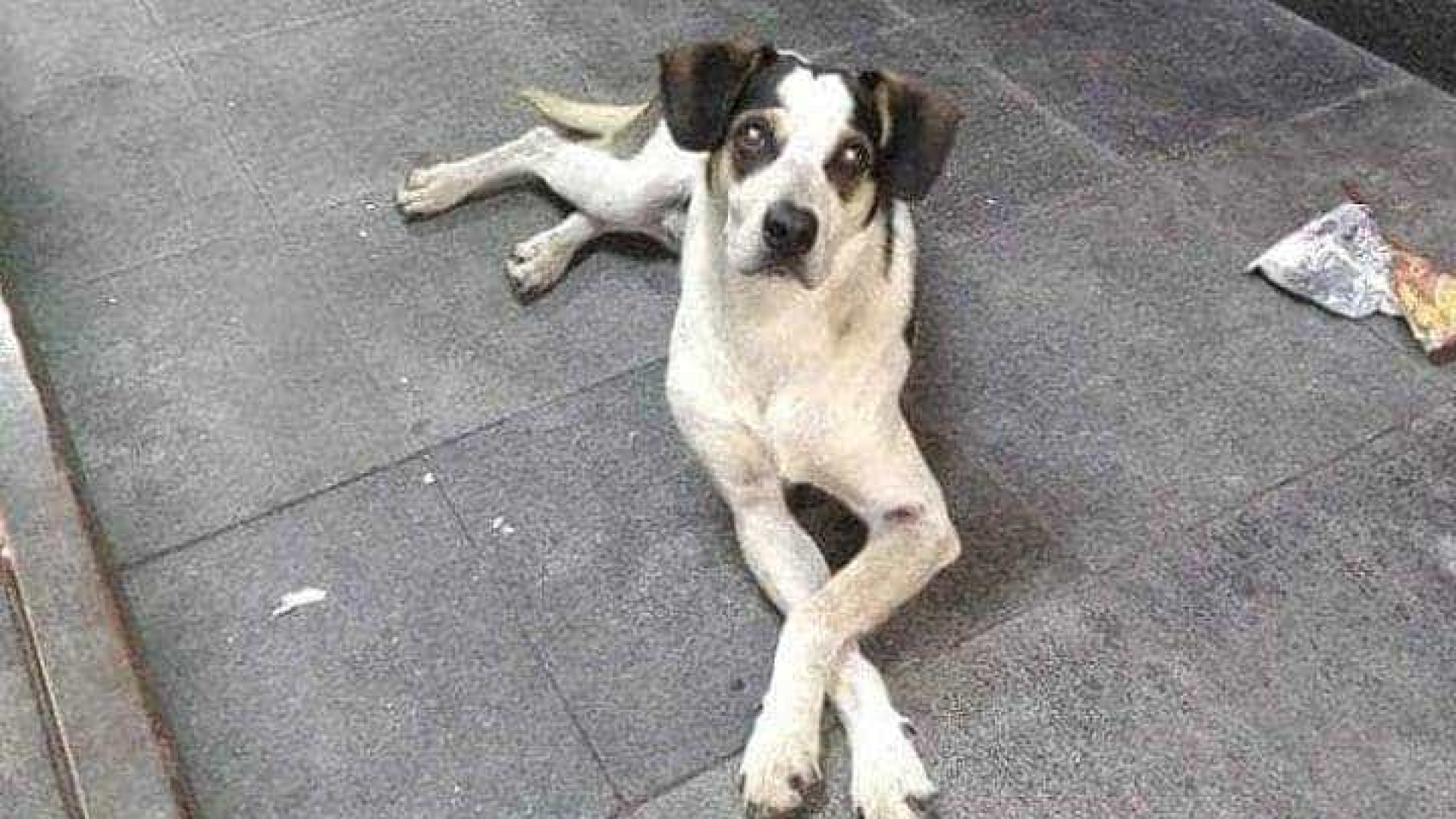 Aberto inquérito para apurar morte de cão; segurança será ouvido