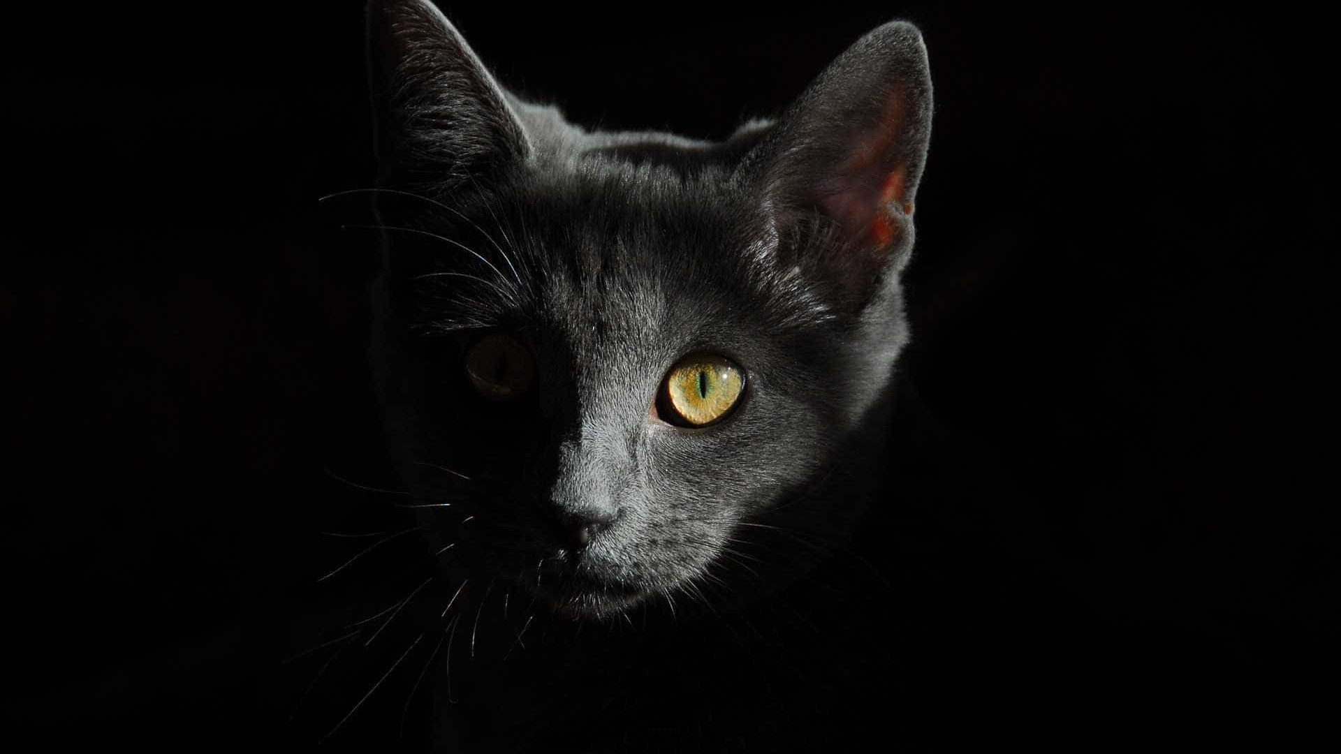 Justiça determina que Carrefour não pratique 'extermínio de gatos'