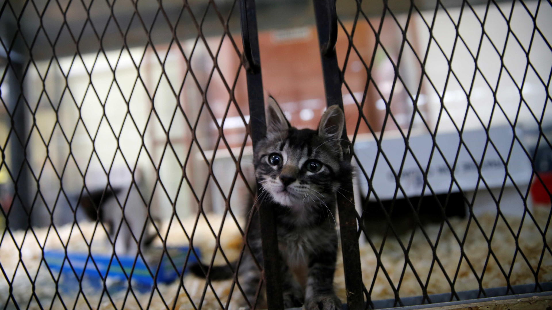 Pet shops da Califórnia só podem vender cães e gatos vindos de abrigos