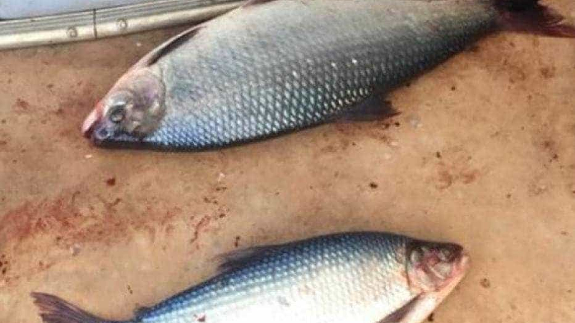 Peixes contaminados são furtados de laboratório da Unesp
