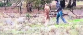 Homem dá soco na cara de canguru que agrediu o cachorro dele; vídeo