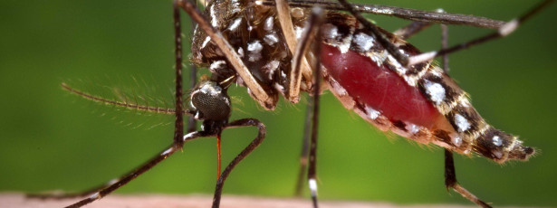 Dengue aumentou 840% no inverno deste ano