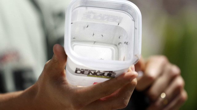 Confirmados dois casos de dengue contraídos na Espanha