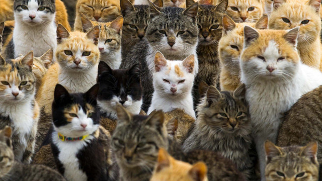 Ilha dos Gatos: conheça o lugar onde há mais felinos que humanos!