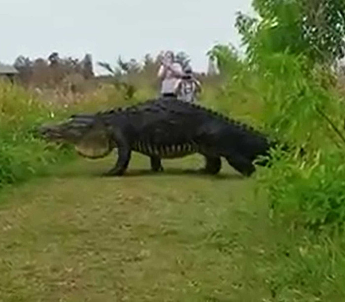 'Godzilla' nos EUA: Crocodilo gigante é visto em parque