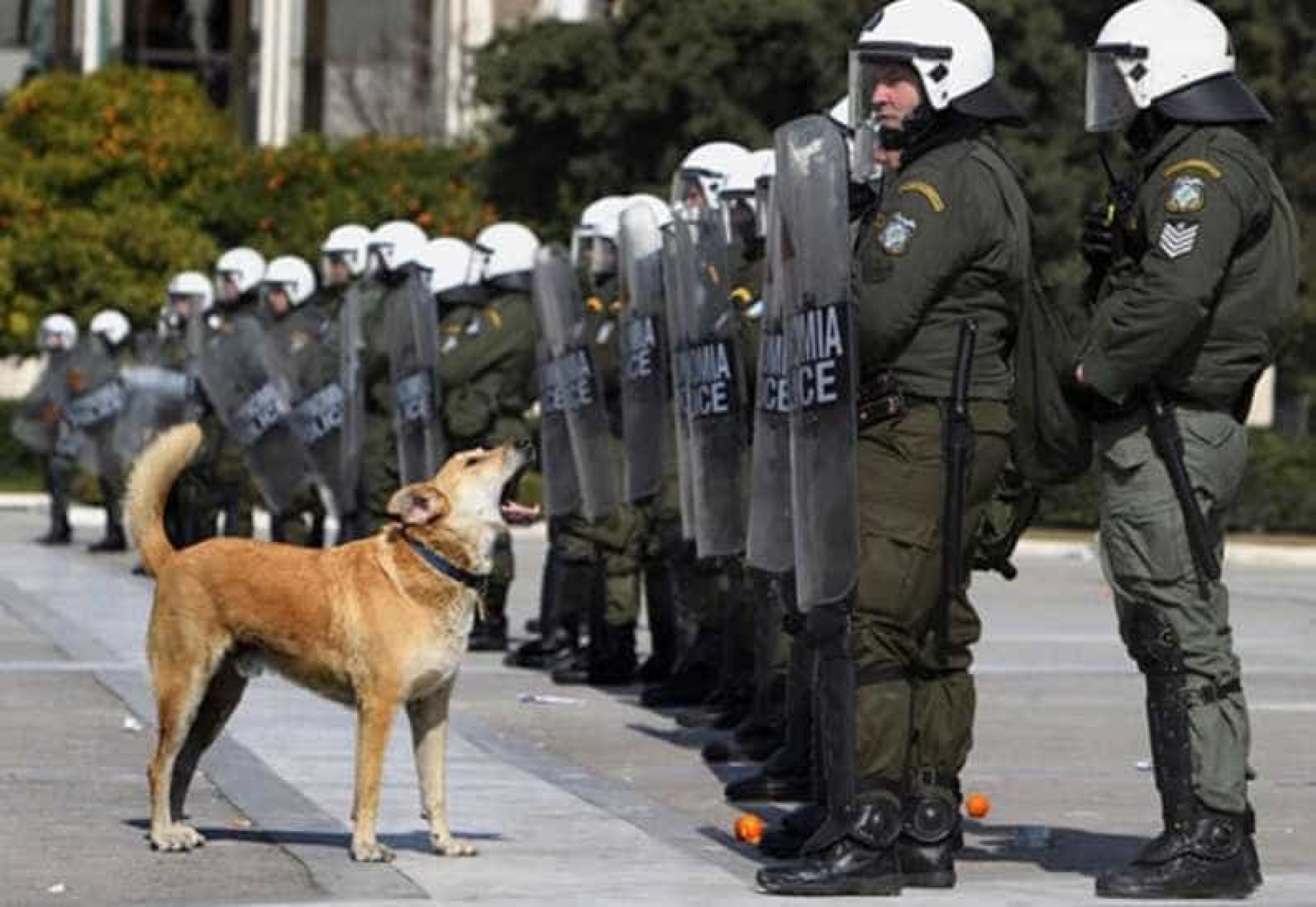 Relembre Loukanikos, o cão que foi símbolo dos protestos na Grécia