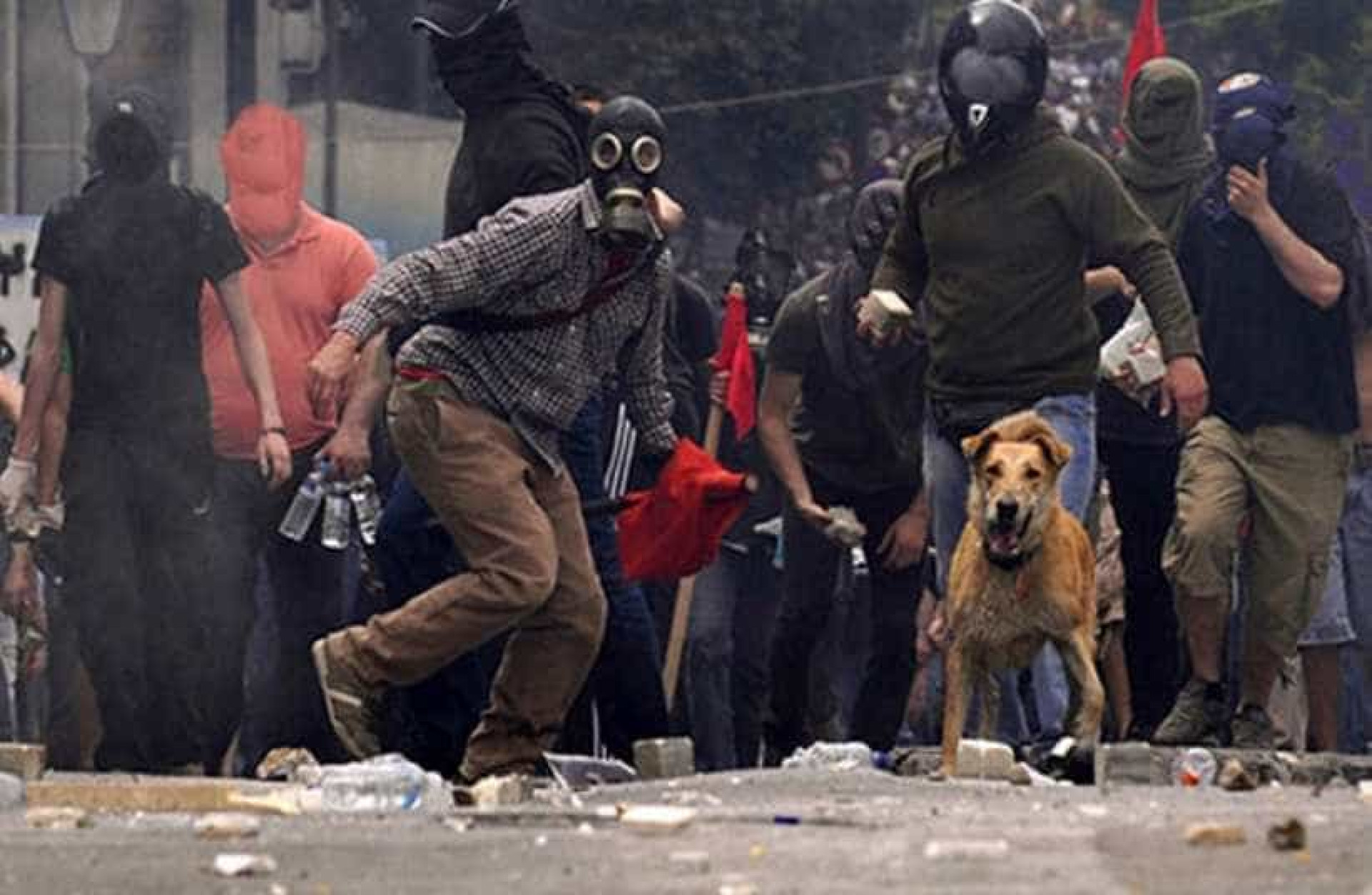 Relembre Loukanikos, o cão que foi símbolo dos protestos na Grécia