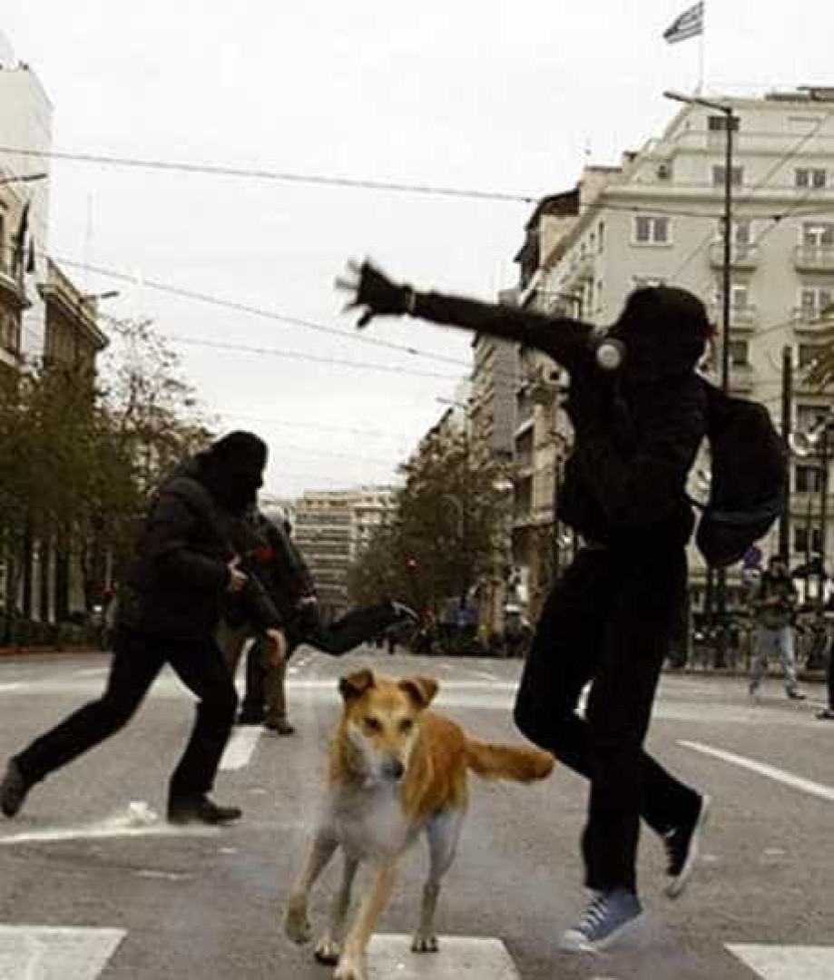 Relembre Loukanikos, o cão que foi símbolo dos protestos na Grécia