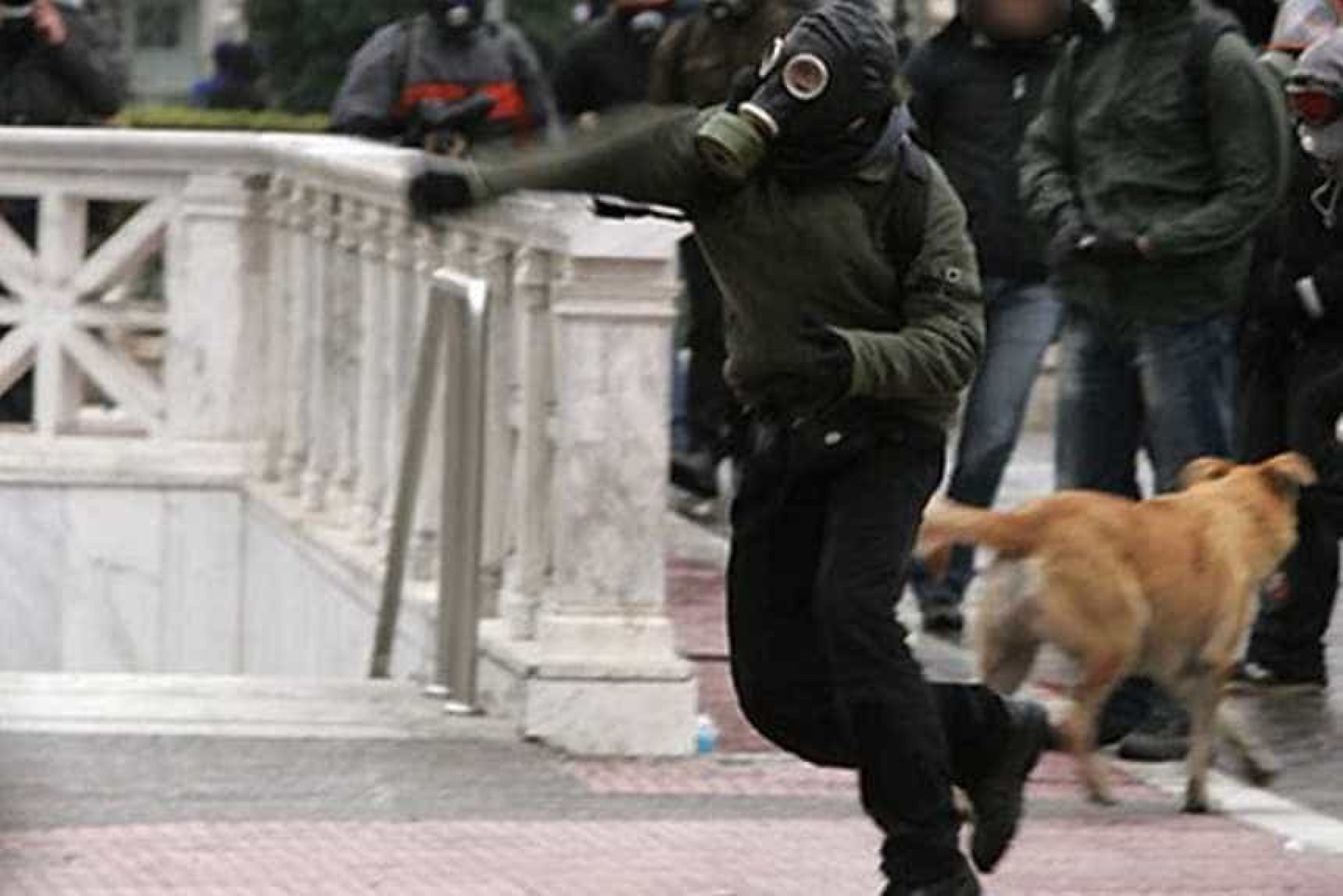 Relembre Loukanikos, o cão que foi símbolo dos protestos na Grécia