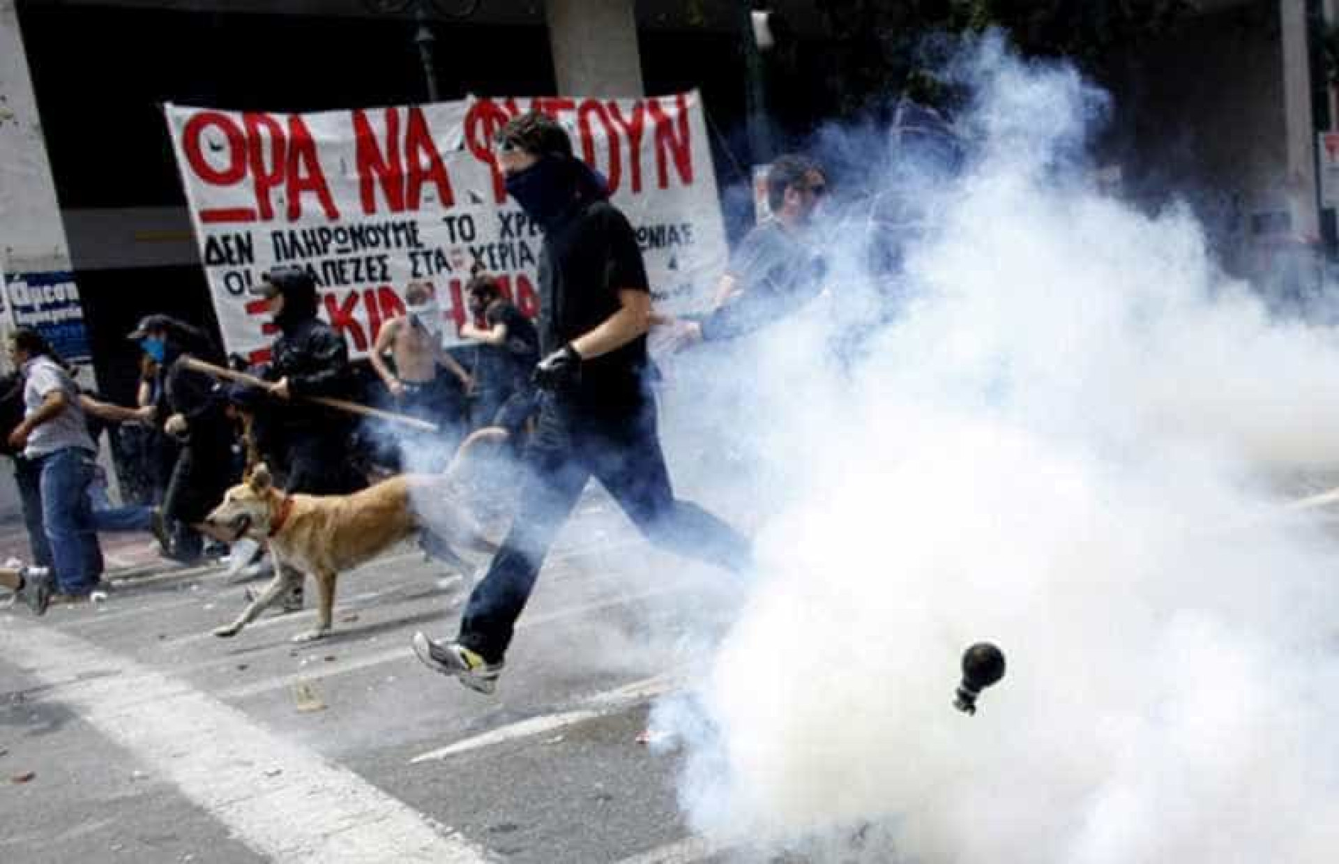 Relembre Loukanikos, o cão que foi símbolo dos protestos na Grécia
