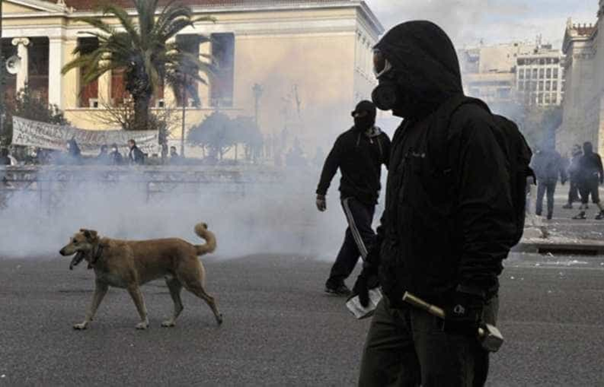Relembre Loukanikos, o cão que foi símbolo dos protestos na Grécia