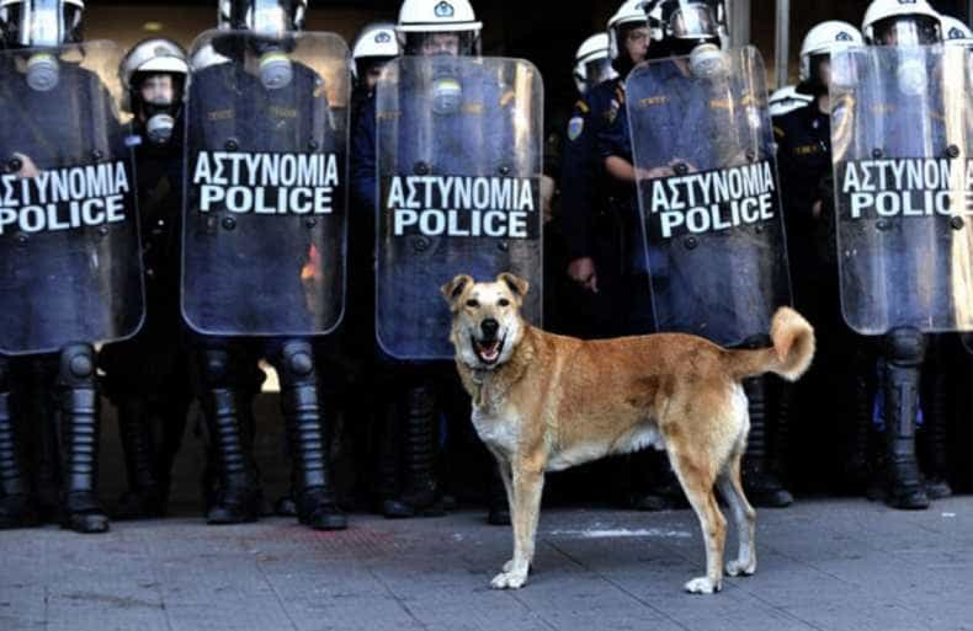 Relembre Loukanikos, o cão que foi símbolo dos protestos na Grécia