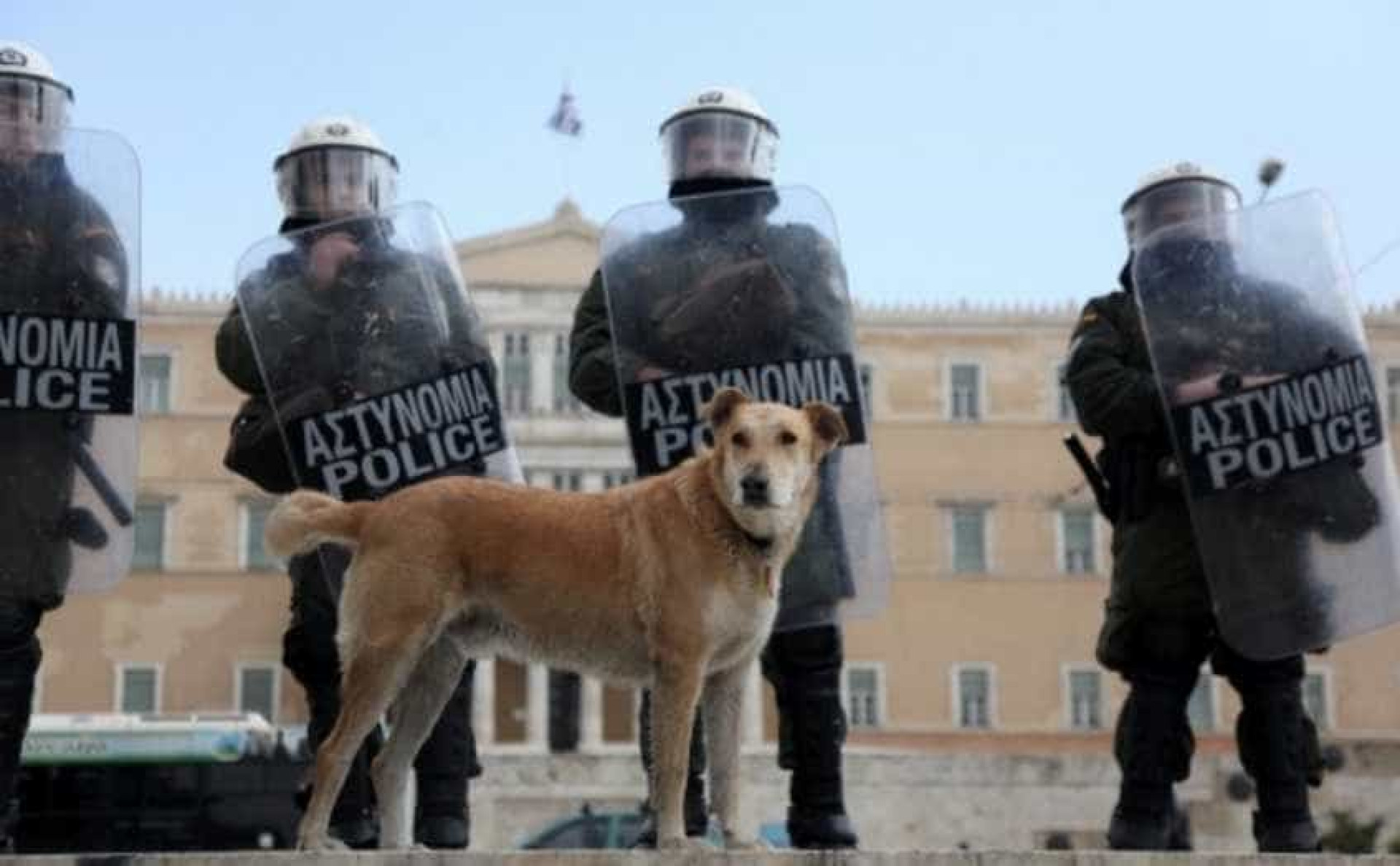 Relembre Loukanikos, o cão que foi símbolo dos protestos na Grécia