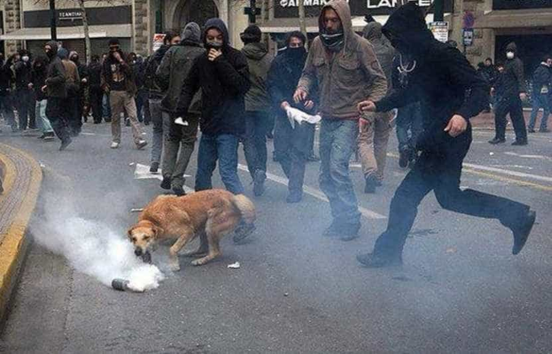 Relembre Loukanikos, o cão que foi símbolo dos protestos na Grécia