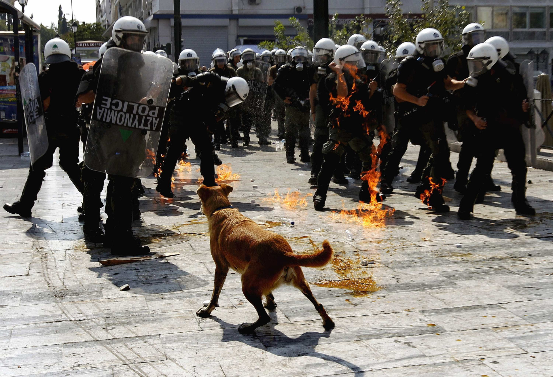 Relembre Loukanikos, o cão que foi símbolo dos protestos na Grécia