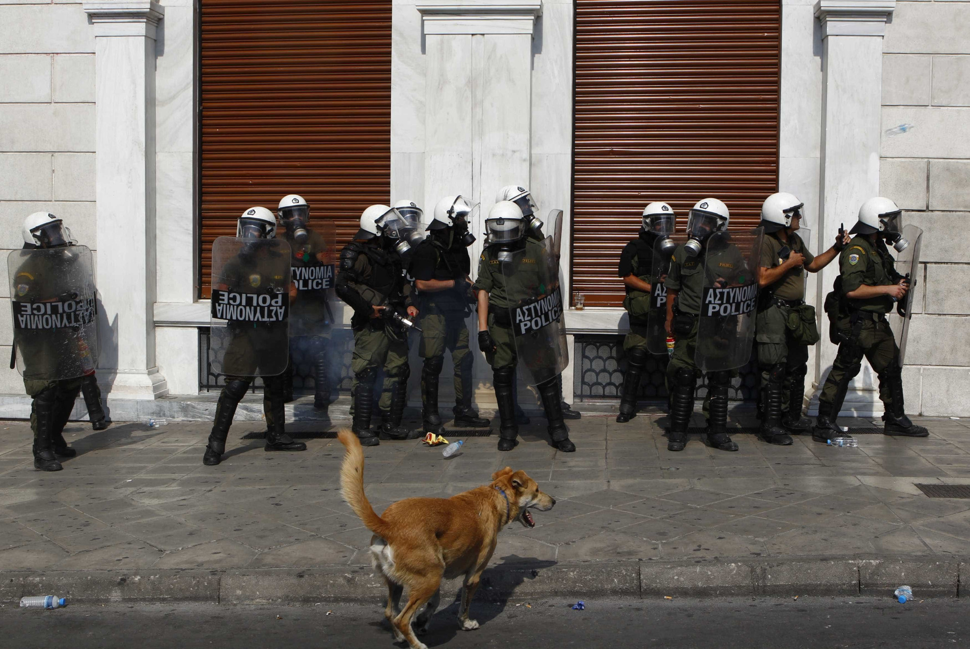 Relembre Loukanikos, o cão que foi símbolo dos protestos na Grécia