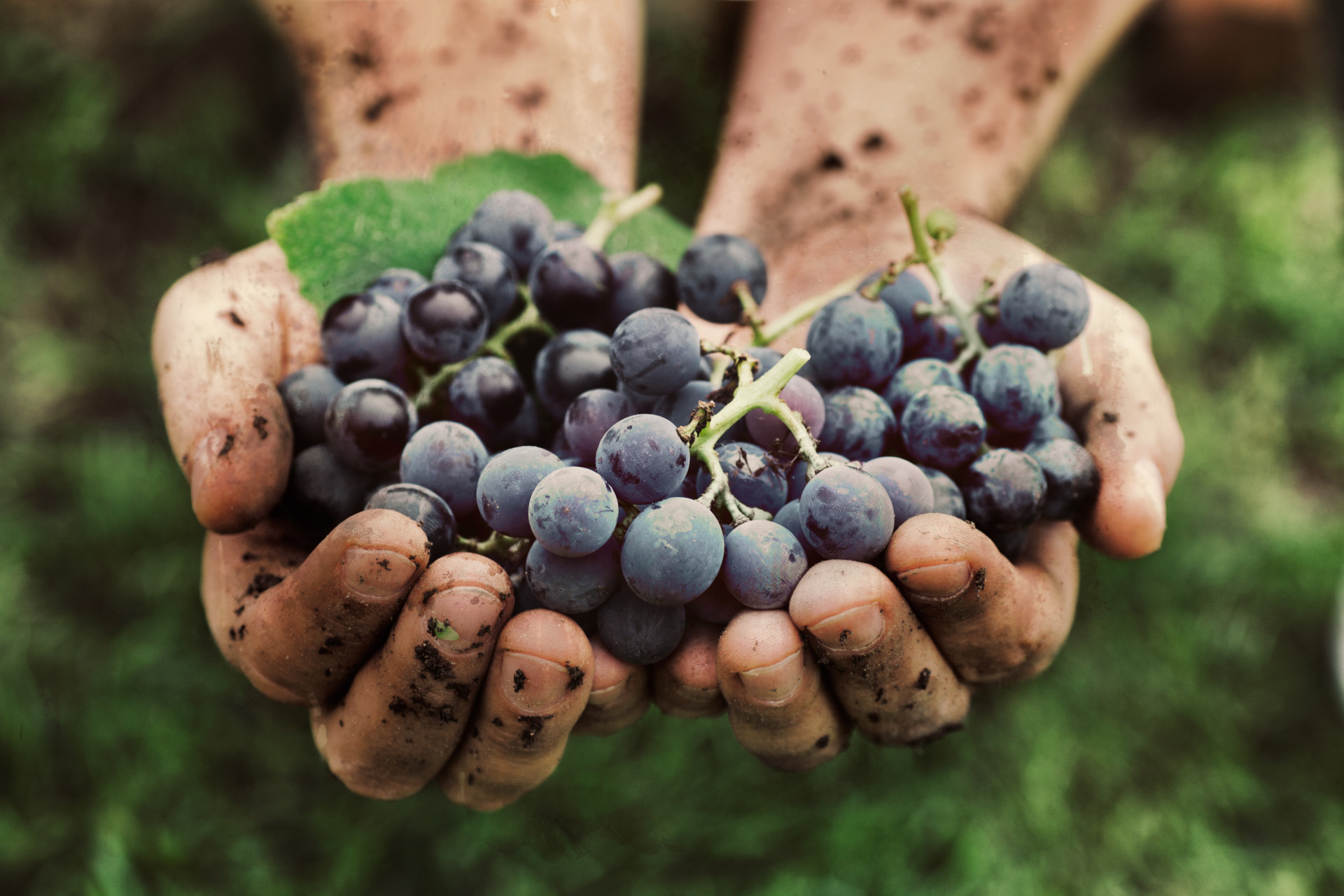 Aprenda a fazer uma prova de vinhos como um profissional