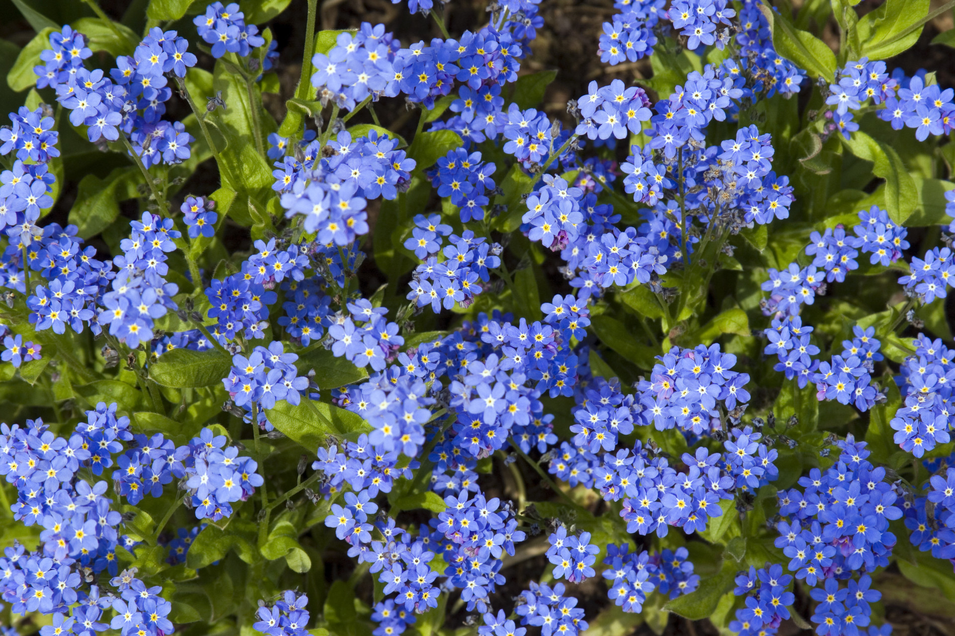 Descubra as origens e significados dos nomes das flores
