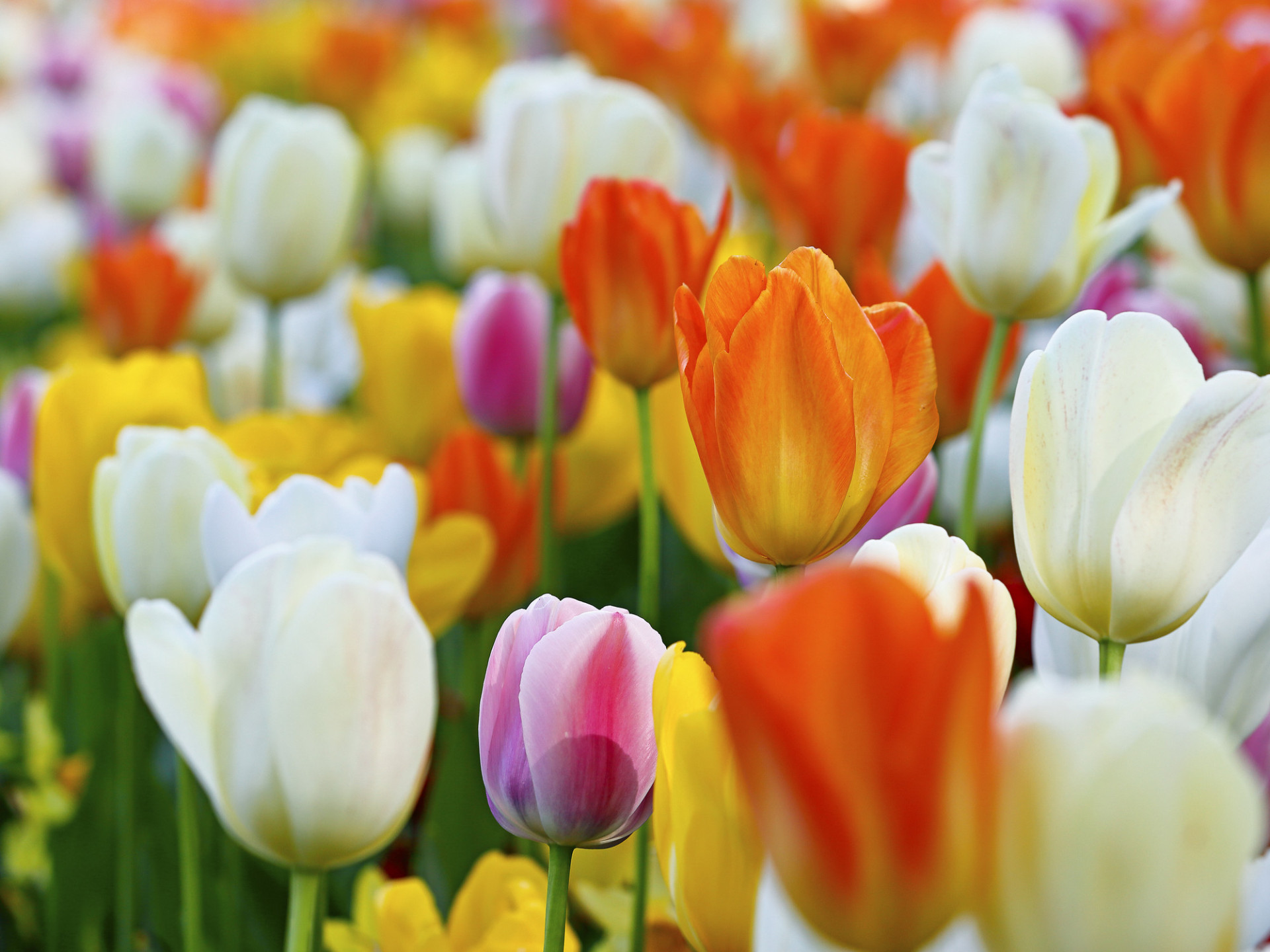 Descubra as origens e significados dos nomes das flores