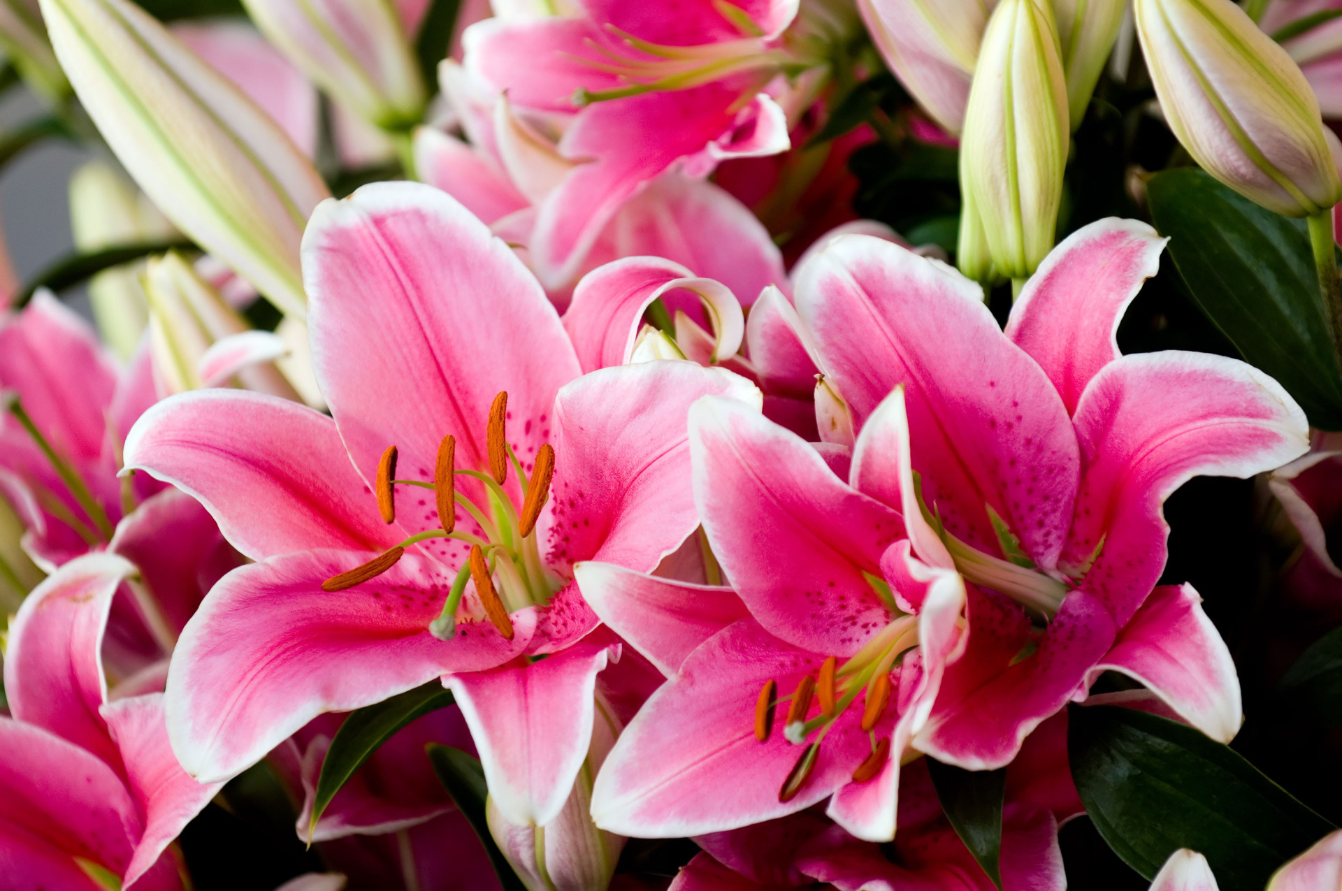 Descubra as origens e significados dos nomes das flores