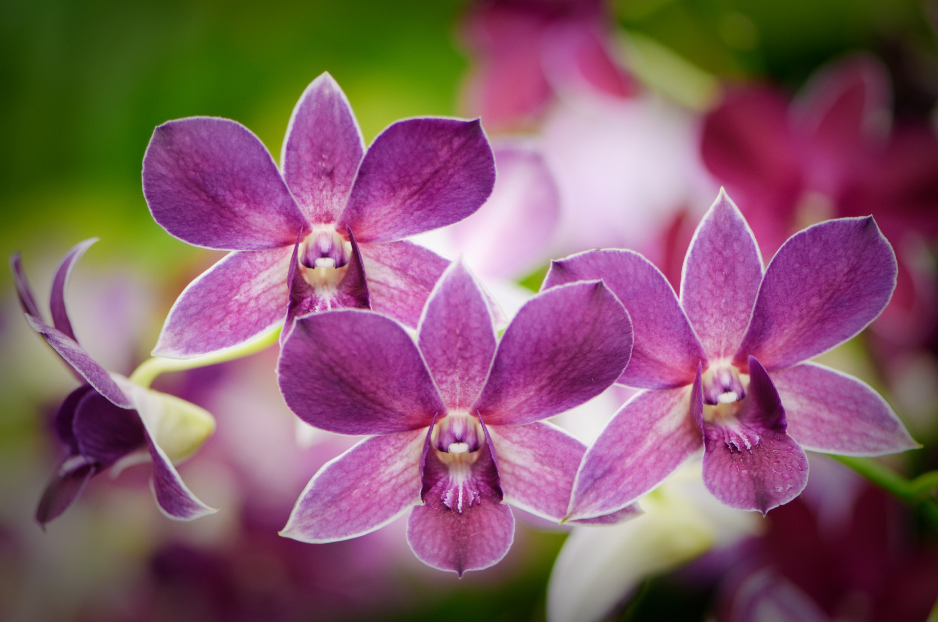 Descubra as origens e significados dos nomes das flores