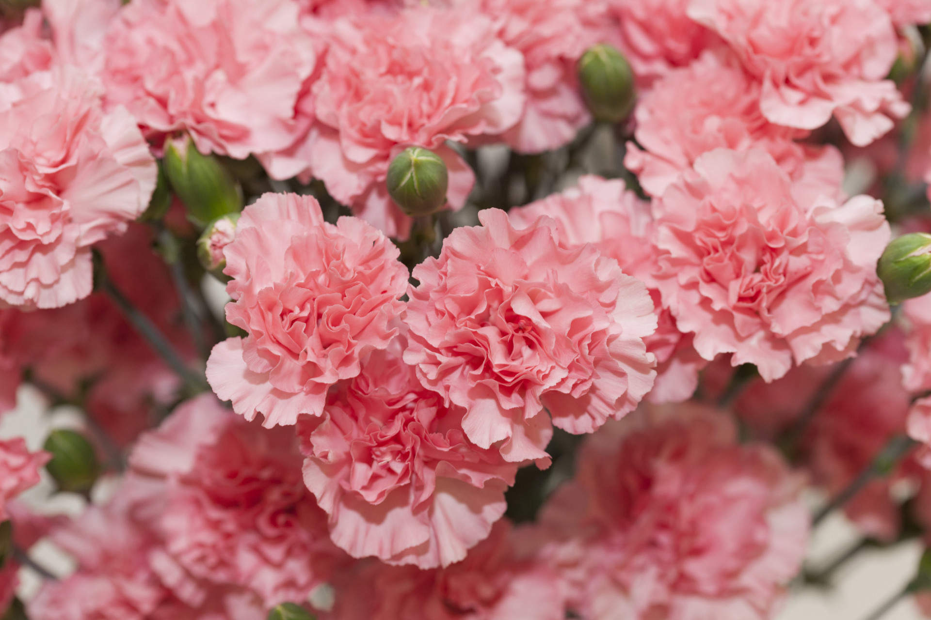 Descubra as origens e significados dos nomes das flores