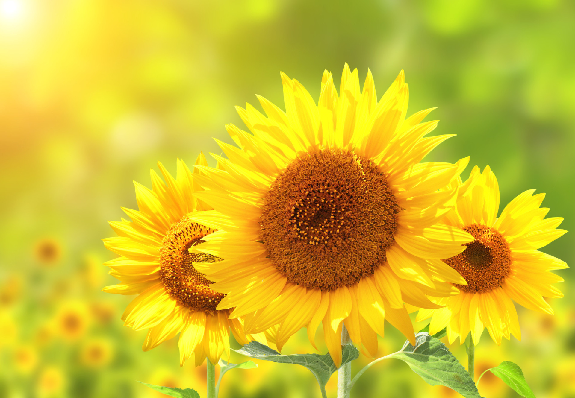 Descubra as origens e significados dos nomes das flores