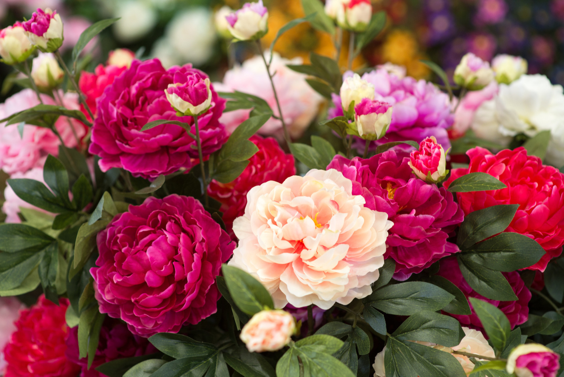 Descubra as origens e significados dos nomes das flores