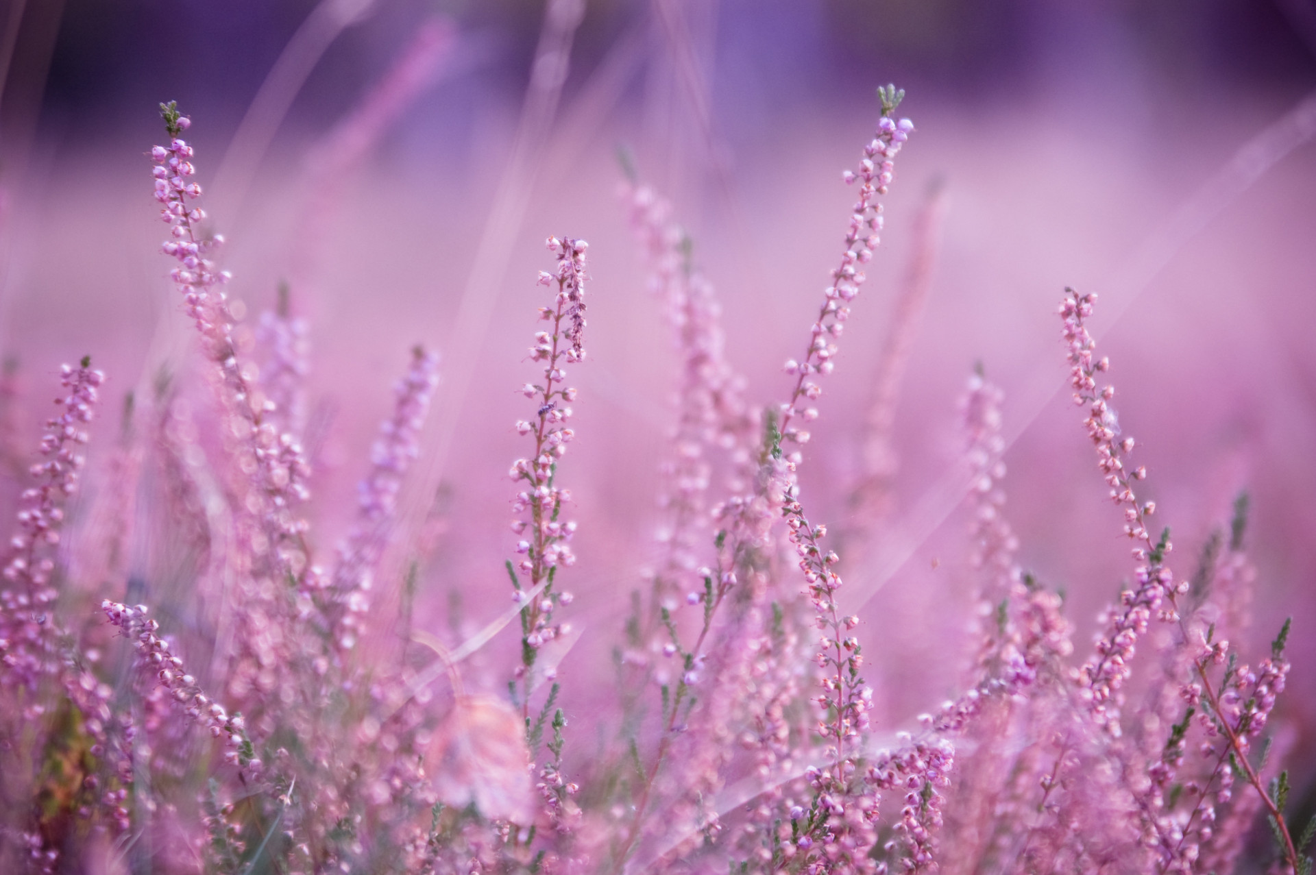 Descubra as origens e significados dos nomes das flores