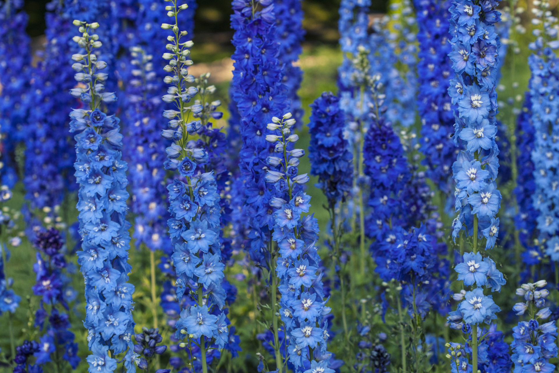 Descubra as origens e significados dos nomes das flores