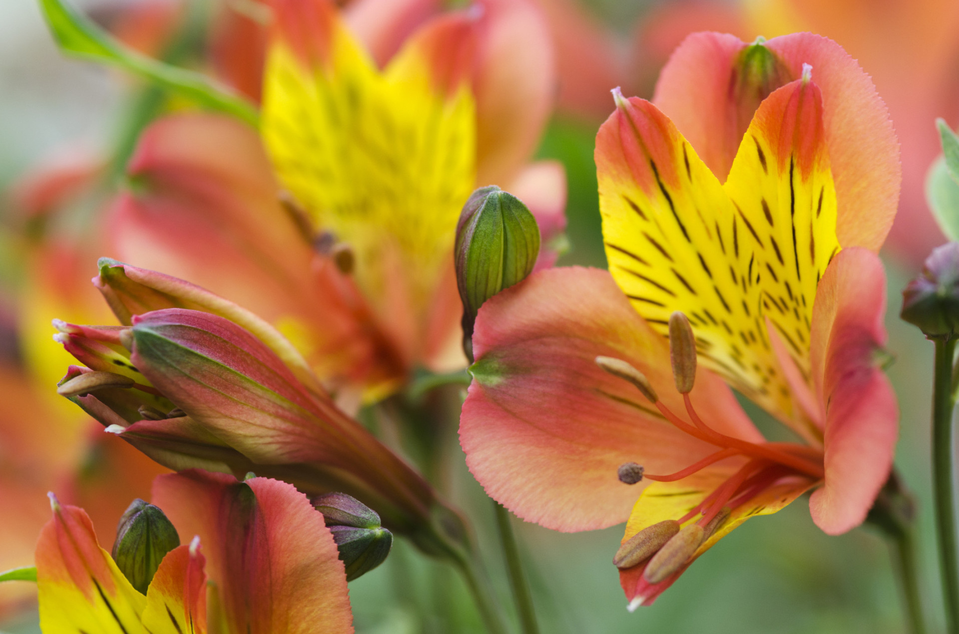 Descubra as origens e significados dos nomes das flores