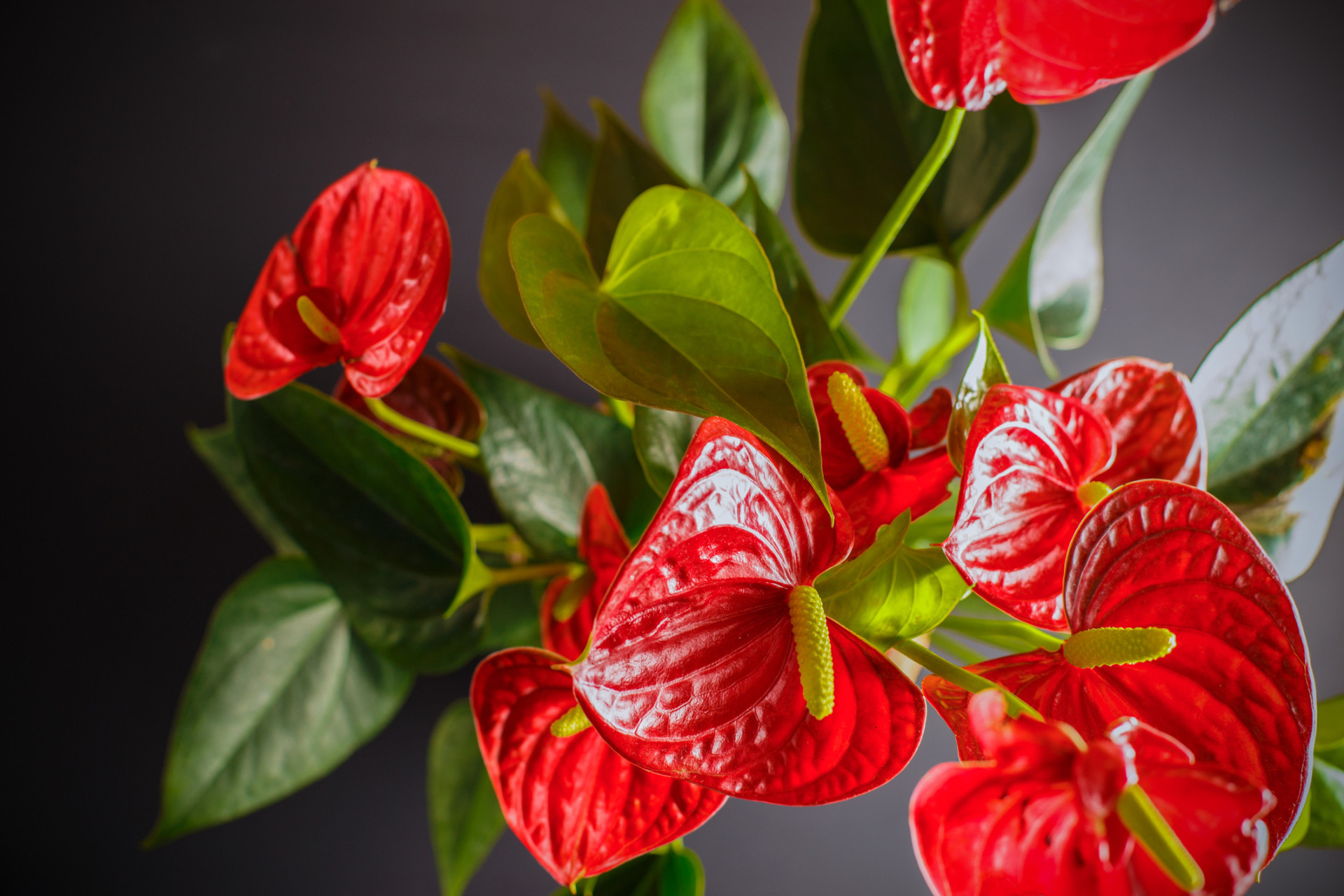 Descubra as origens e significados dos nomes das flores