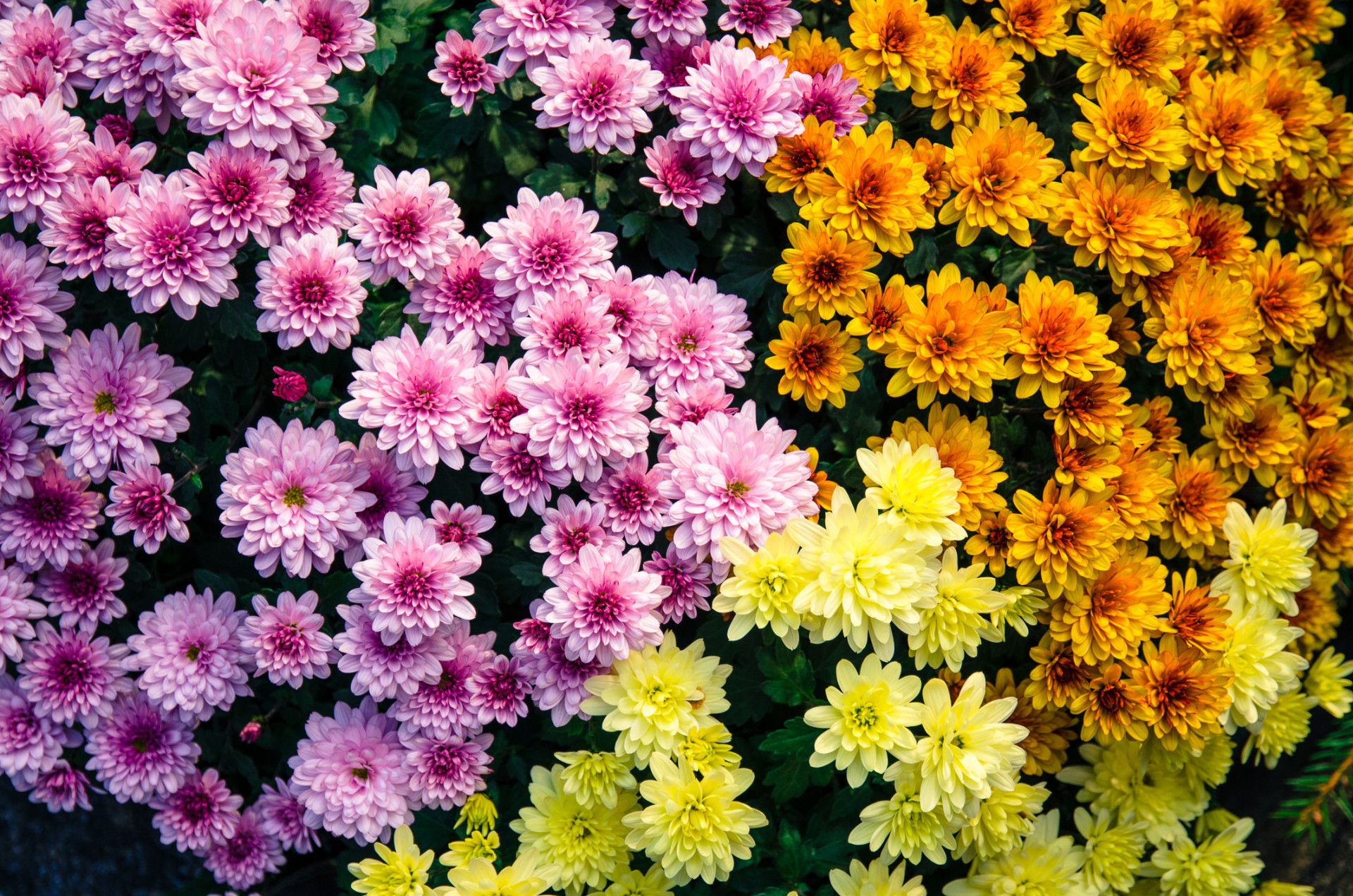 Descubra as origens e significados dos nomes das flores