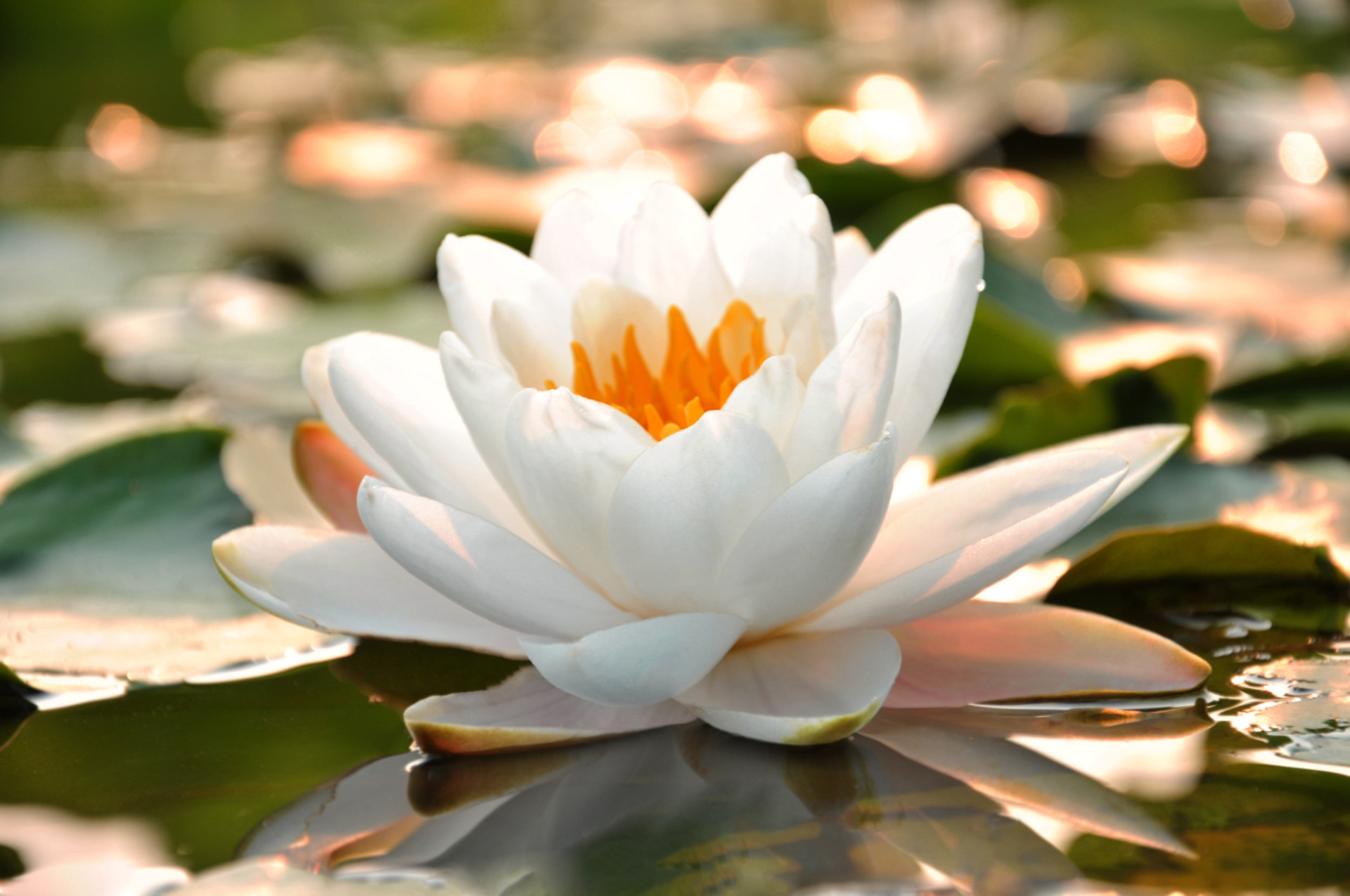 Descubra as origens e significados dos nomes das flores