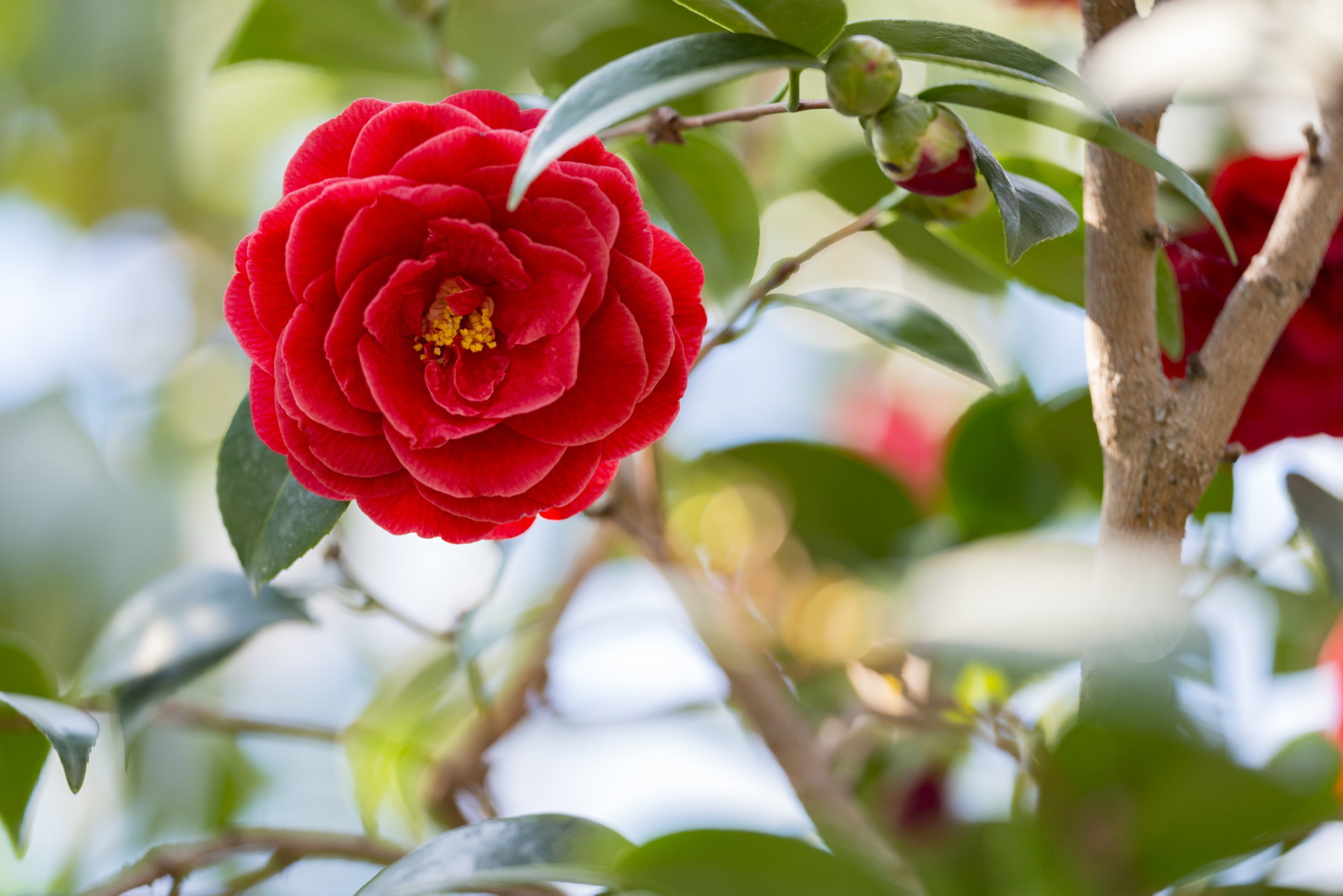 Descubra as origens e significados dos nomes das flores