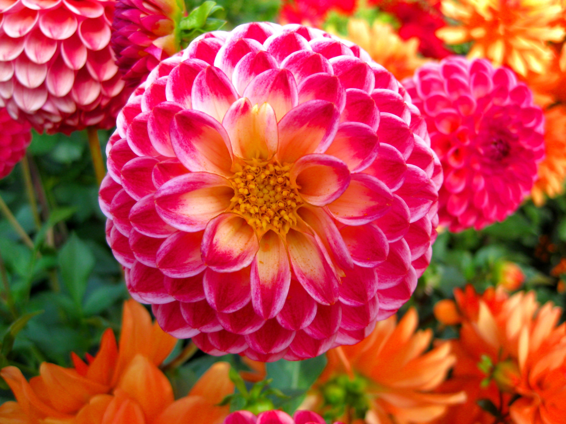 Descubra as origens e significados dos nomes das flores
