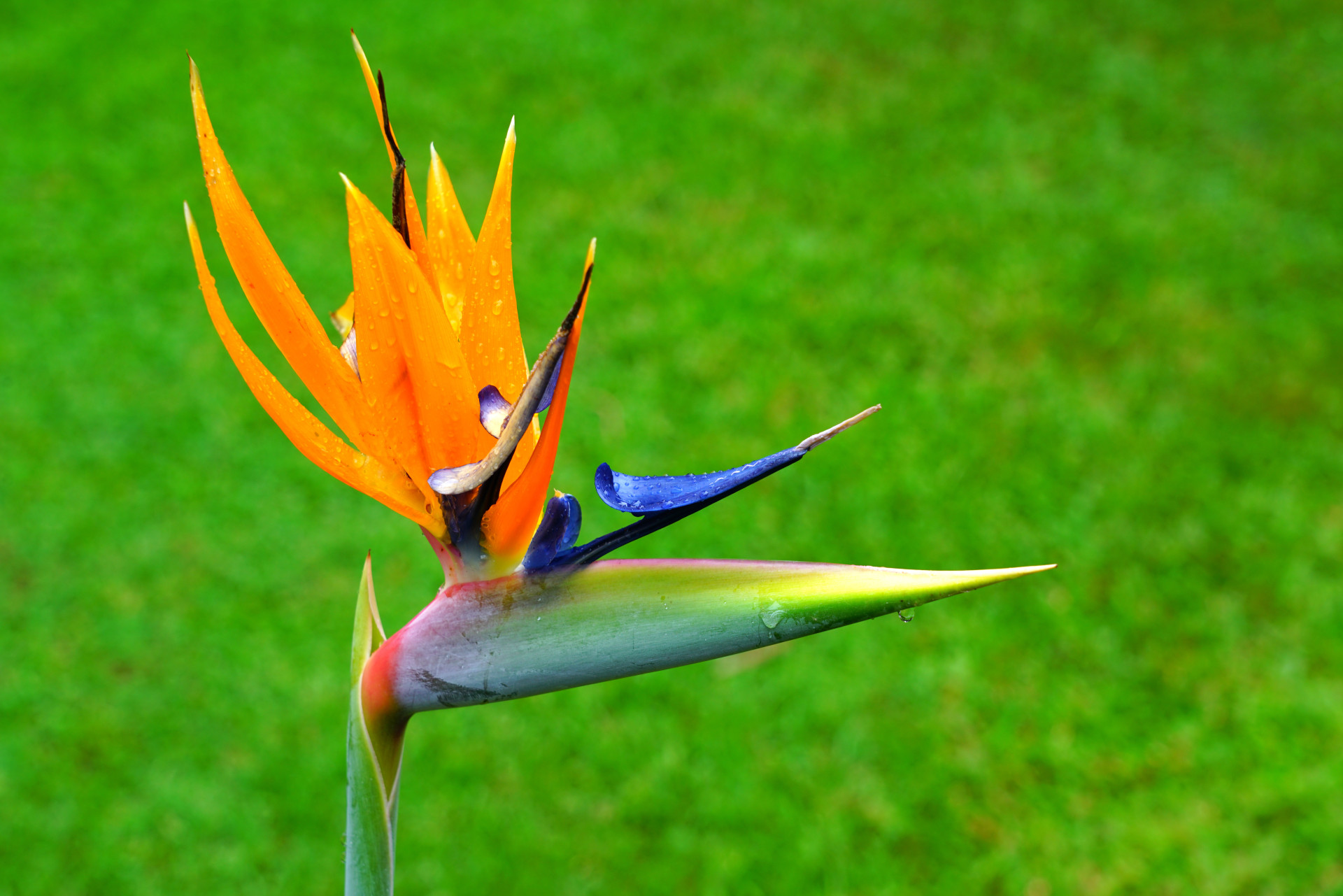 Descubra as origens e significados dos nomes das flores