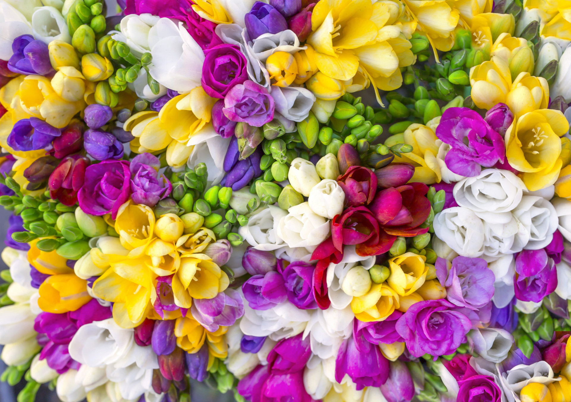 Descubra as origens e significados dos nomes das flores